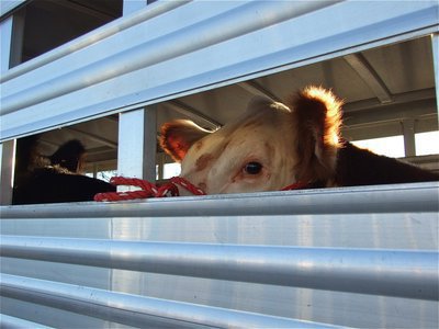 Image: Wish me luck! — Look out, Fort Worth, here we come! When asked if they nervous about their debut in the ring, one Italy FFA heifer exclaimed, “Moo.”