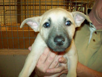 Image: Bingo — Bingo would love to go home with you.