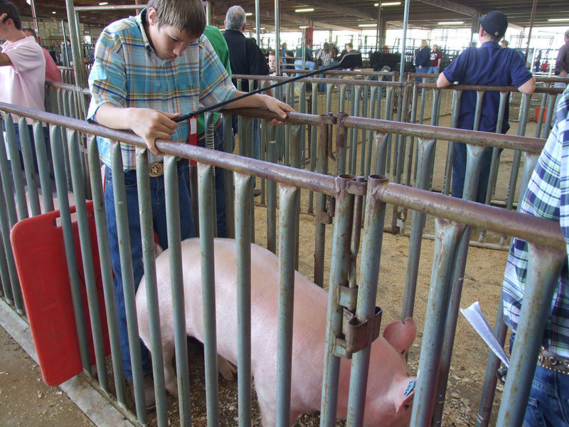 Image: Alex DeMoss — Alex keeps his Cross hog ready for the sale.