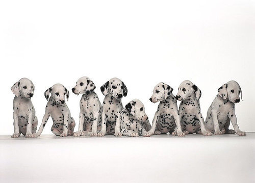 Image: Tell your friends! — The Milford Fire Department is host a Rabies Vaccination Clinic on Saturday, April 4 between 1:30 p.m. and 3:30 p.m. at the Milford Fire Hall. Be sure to tell your friends!