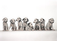 Image: Tell your friends! — The Milford Fire Department is host a Rabies Vaccination Clinic on Saturday, April 4 between 1:30 p.m. and 3:30 p.m. at the Milford Fire Hall. Be sure to tell your friends!