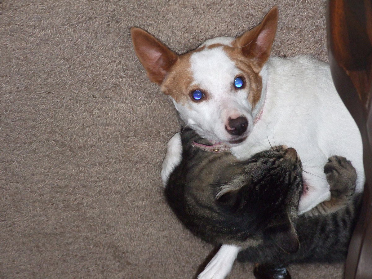 Image: Bea is missing — Even the cat, Ted, misses our little Bea.  Please call 469-853-1410 if you have seen her.  We will be very grateful!