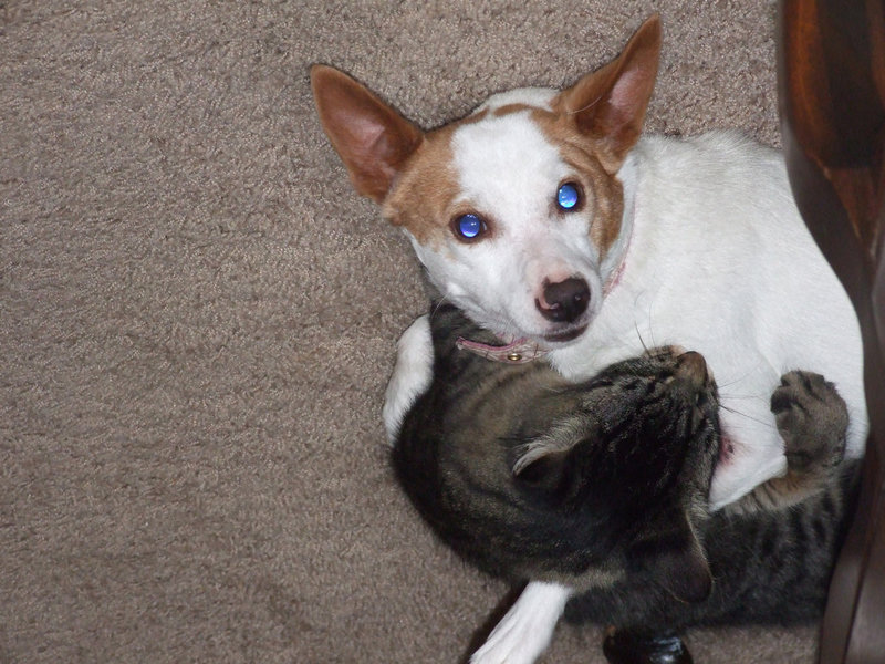 Image: Bea is missing — Even the cat, Ted, misses our little Bea.  Please call 469-853-1410 if you have seen her.  We will be very grateful!