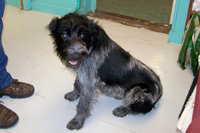 Image: Wally — Wally is waiting for you. He needs to find a loving home.