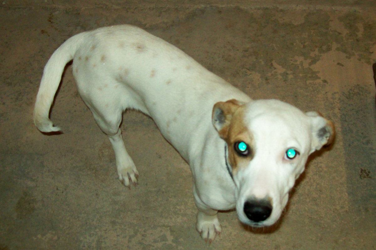 Image: Lucy — Lucy is an adorable Lab/Bassett mix and she is waiting for a new home. Can you help her out?