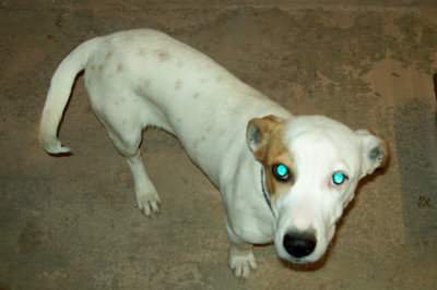 Image: Lucy — Lucy is an adorable Lab/Bassett mix and she is waiting for a new home. Can you help her out?