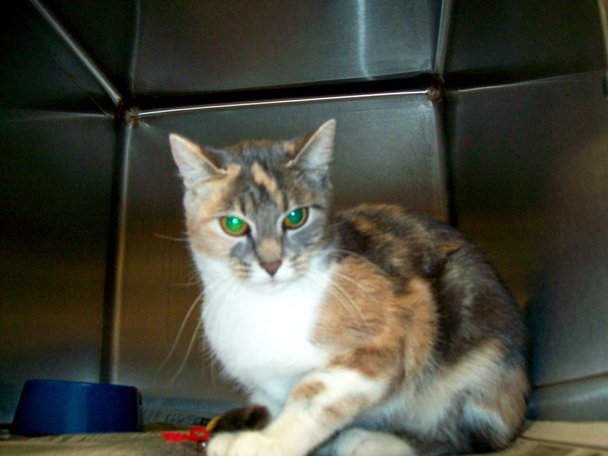 Image: Alyssa — Alyssa would love to have a real home.