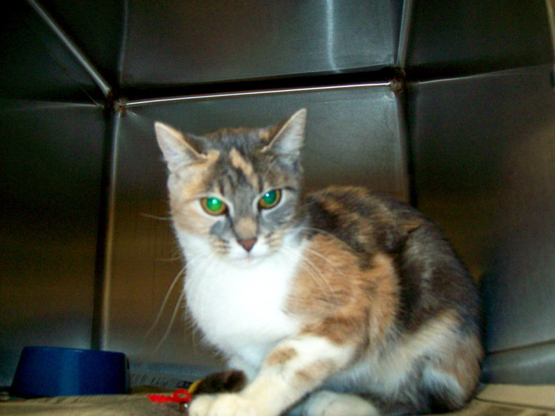 Image: Alyssa — Alyssa would love to have a real home.