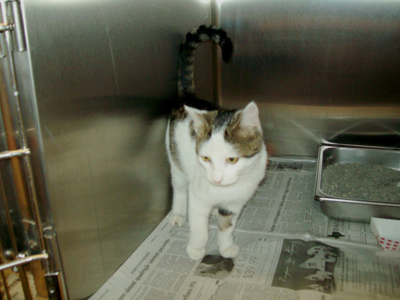 Image: Baldwin — Baldwin wants to come home with you.