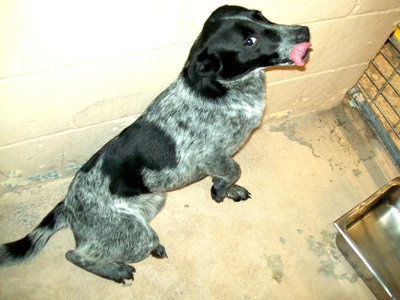 Image: Paprika — Paprika is ready for a permanent home.