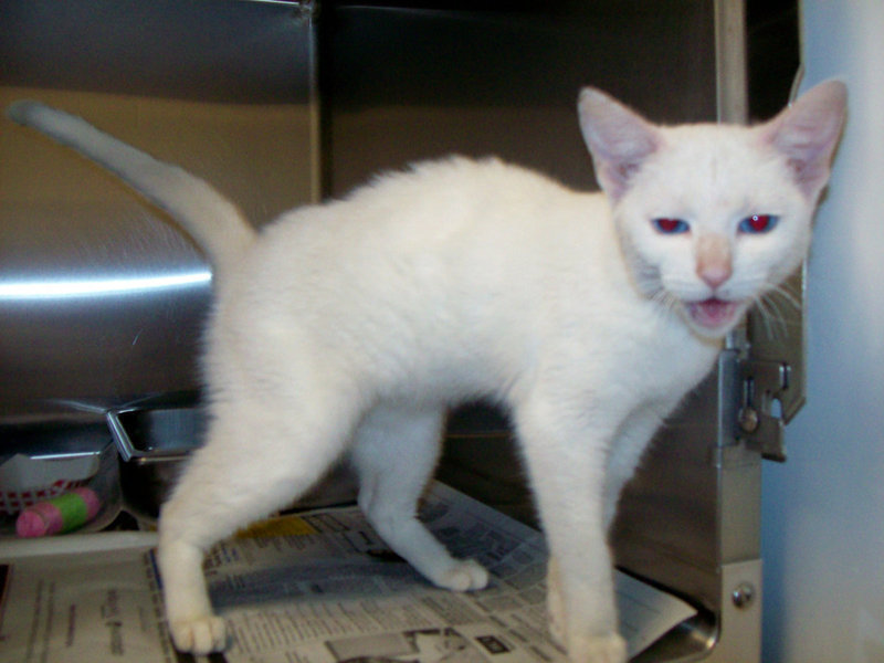 Image: Tumble — Tumble is ready to play and snuggle with her new owner.