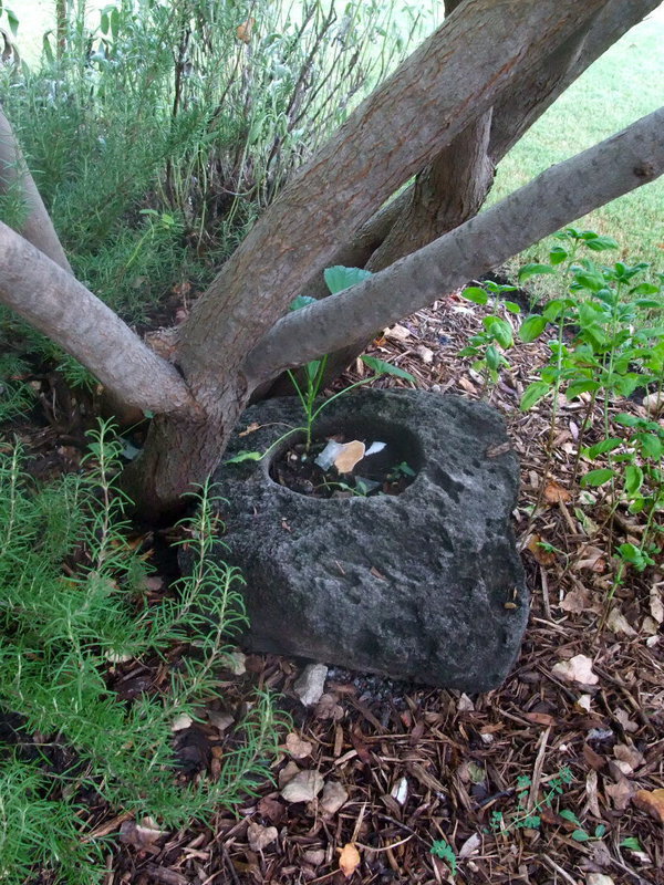 Image: Frog Pond — Many frogs find this “pond” to make their home.