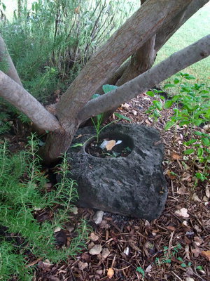 Image: Frog Pond — Many frogs find this “pond” to make their home.