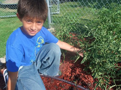 Image: Here is a Tomato — You can see several tomatoes on these plants.