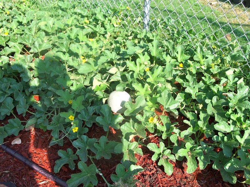 Image: This Cantaloupe is Almost Ripe — So far the students have counted six cantaloupes.
