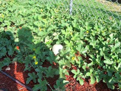 Image: This Cantaloupe is Almost Ripe — So far the students have counted six cantaloupes.