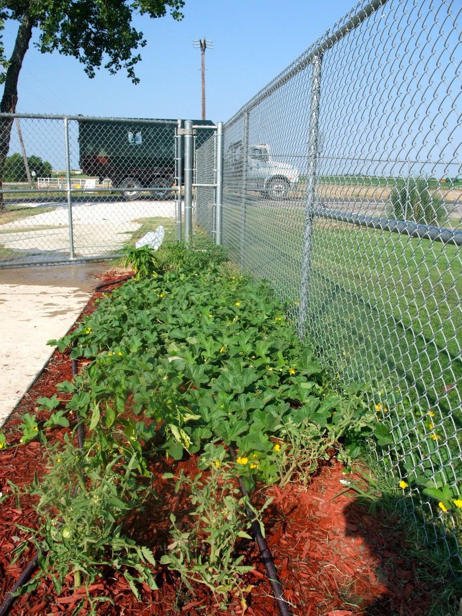 Image: How Does Your Garden Grow? — This is a vegetable garden to be proud of.