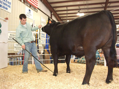 Image: Matt Brummett — Matt Brummett sets the feet of his Limousine/Angus cross during the Expo sale.