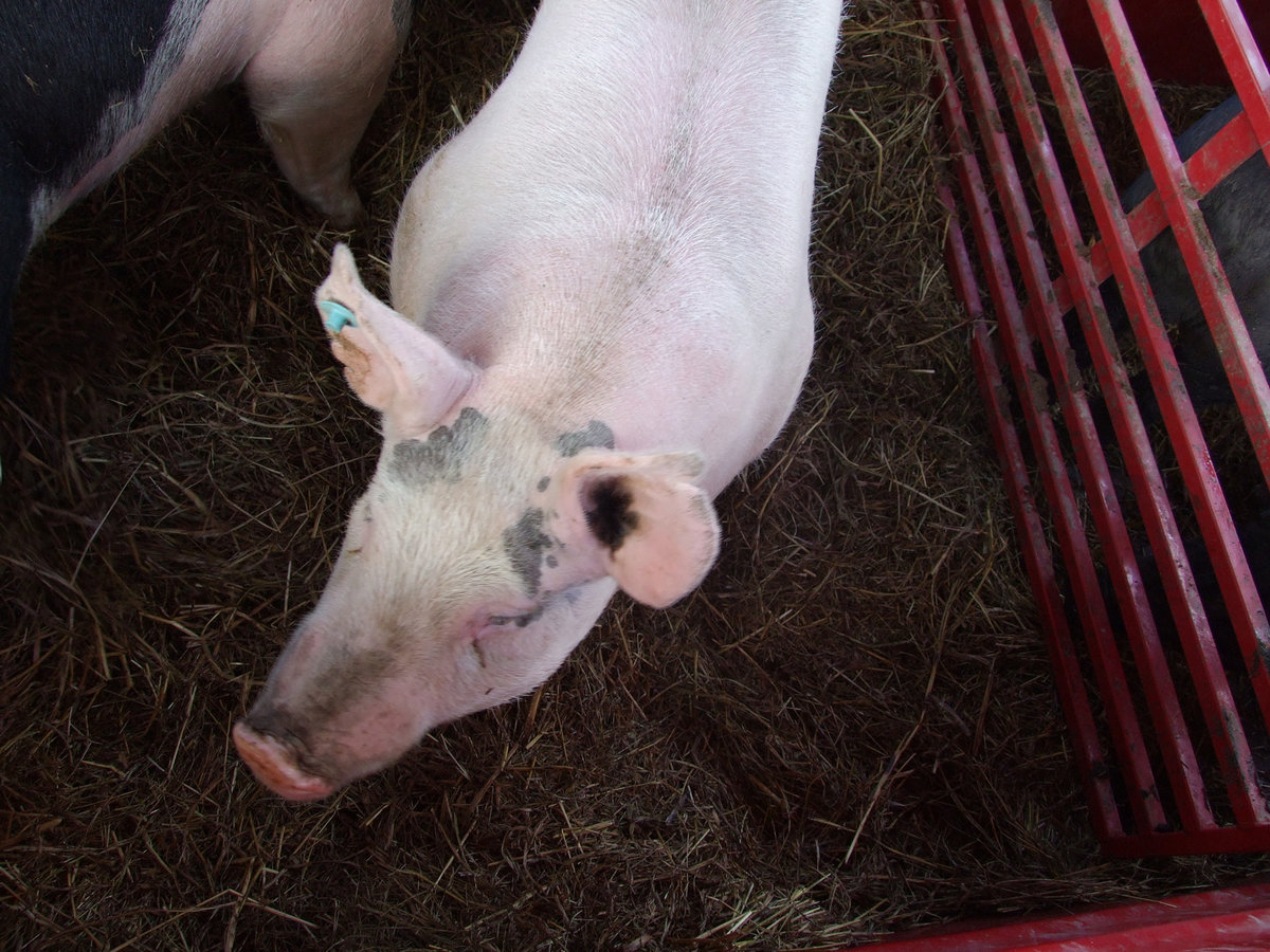 Image: Pretty in pink — This pig is a cross breed.  She will be judged on her muscle, structural correctness, capacity, frame, style and balance.  She needs to be wide based and hold her head up when she walks.  Also, deep ribbed and long bodied.  That makes a good show pig.