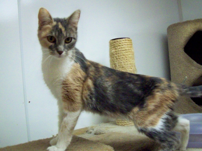 Image: Alyssa  — Alyssa is looking for a loving family.