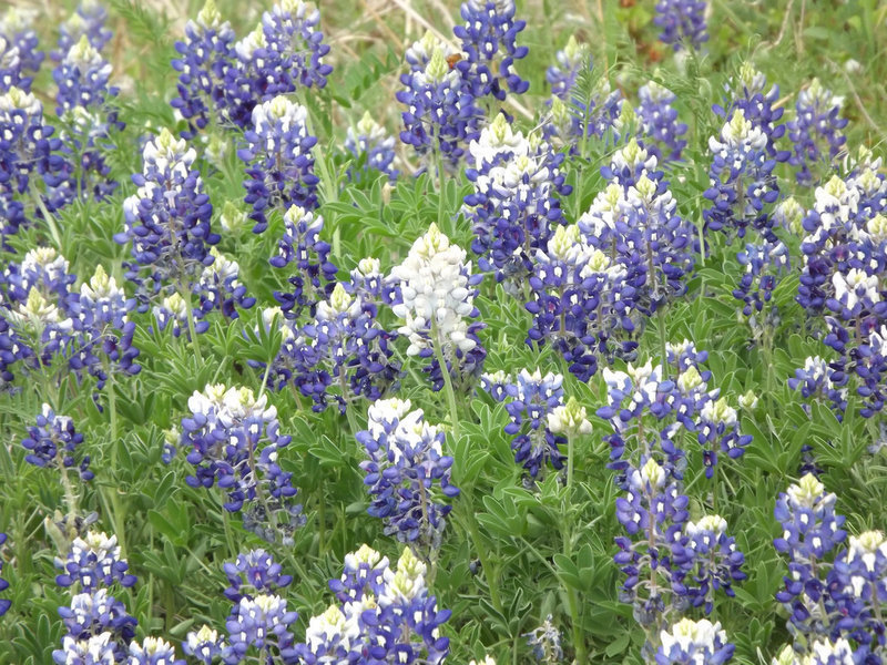 Image: One lone white bluebonnet — A rare albino bluebonnet stands out among the crowd. You can see these and many other wildflowers driving around Ennis on the Bluebonnet Trail.