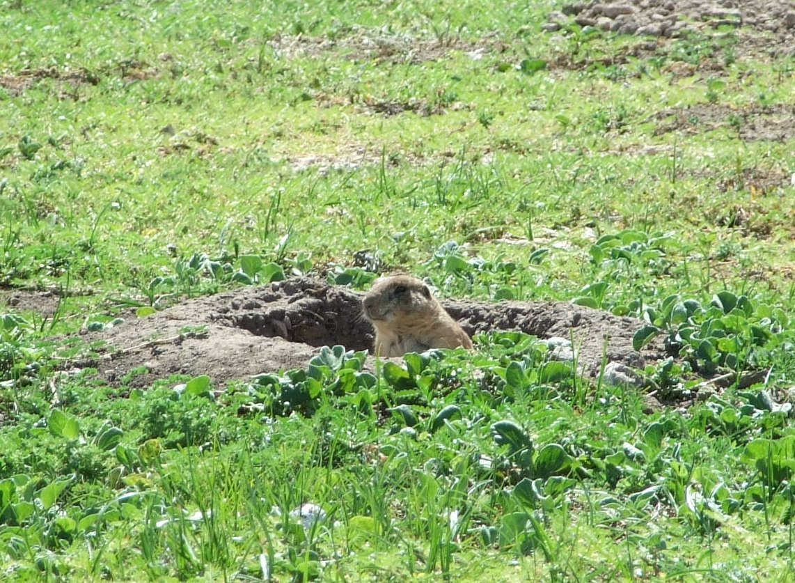 Image: Smile for the camera — Located in Mackenzie Park in Lubbock, Prairie Dog Town was founded in 1935 with two pairs of black-tailed prairie dogs for fear of extinction. This little guy is just one of many residents in this town and everybody seems to be doing fine.