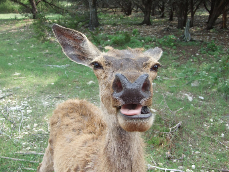 Image: Welcome to Glen Rose — This deer is happy to see you!