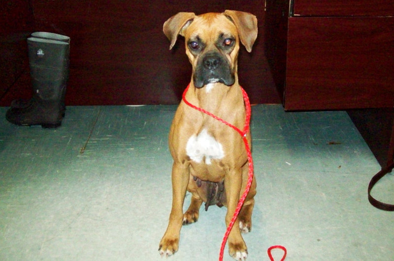 Image: Milly — This cute little Boxer really wants to go home with you.