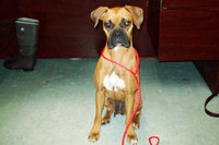 Image: Milly — This cute little Boxer really wants to go home with you.