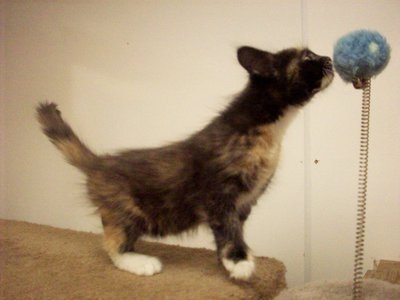 Image: Angel — Curious, isn’t she?