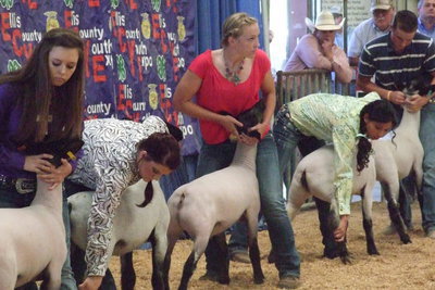 Image: Jaclynn Lewis, freshman, watches the judge intently during judging at the recent Ellis County Youth Expo.