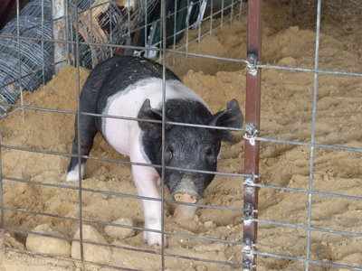 Image: “I love my new home.  Thanks  Mr. Godwin.”