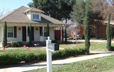 Image: The latest to be flocked by the Italy High School Class of 2014 is Brother Joseph Barrett, Pastor at Central Baptist Church of Italy. And if anybody knows the power of a flock, it’s Brother Joseph who was graced by the band of 11 flamingos early this morning.