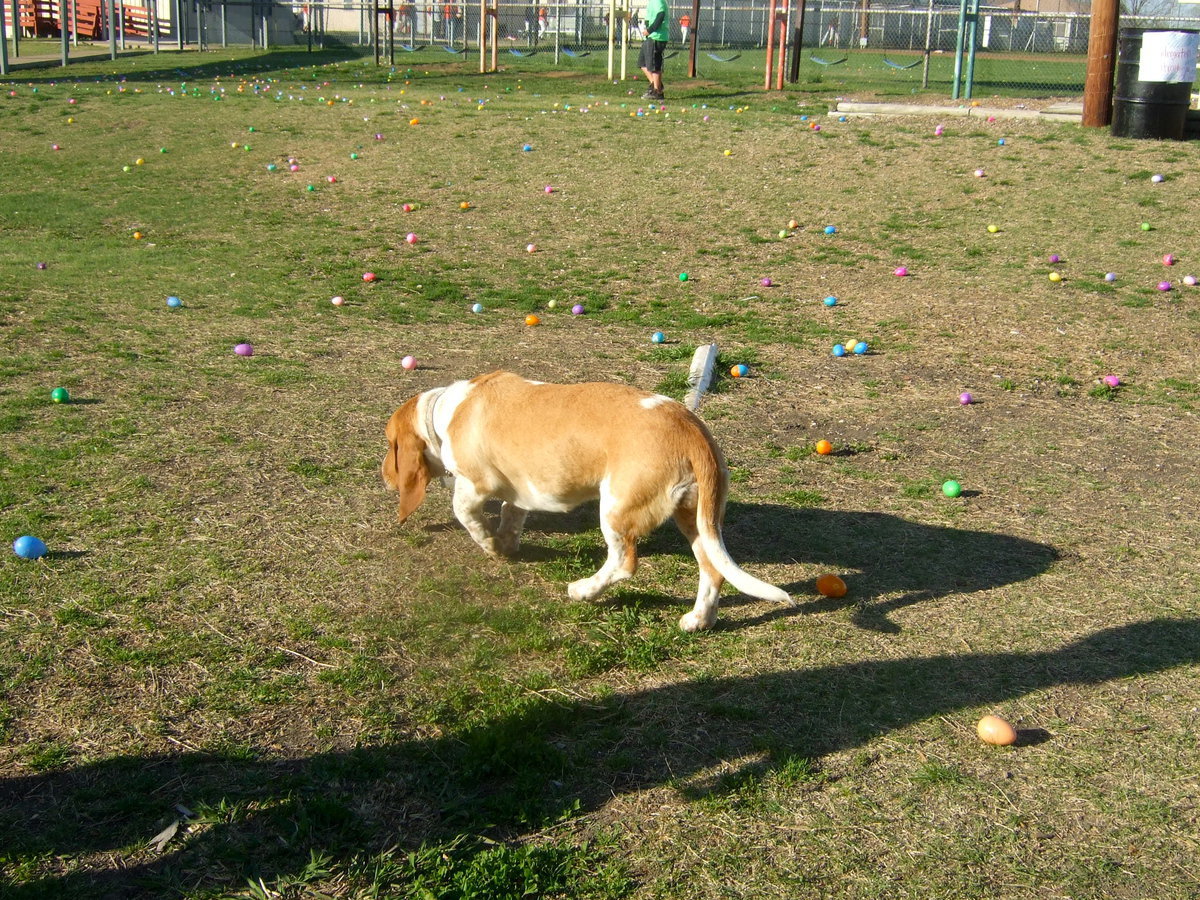 Image: Who says finding Easter Eggs is only for kids?