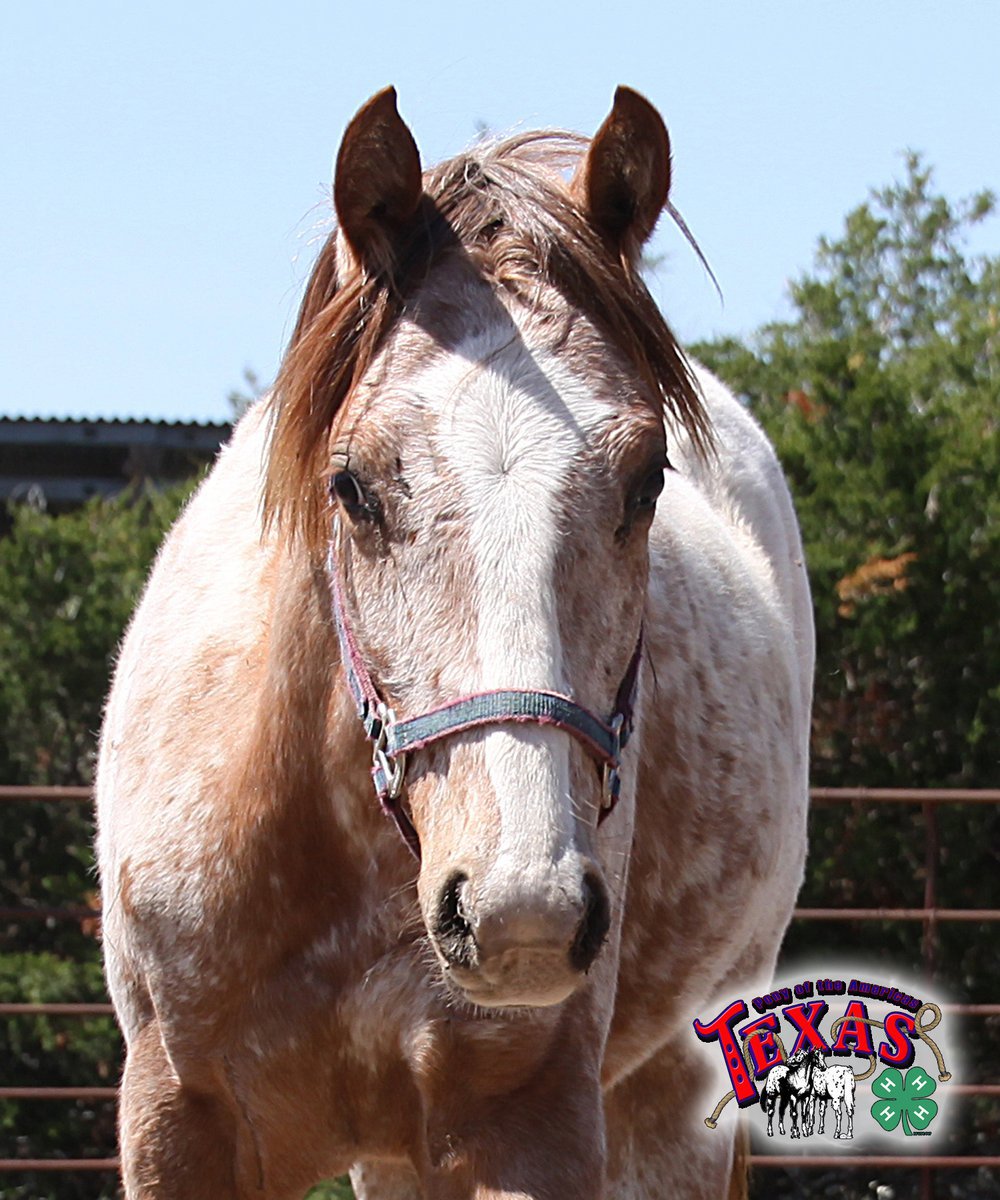 Image: 4H Essay Contest winner will win “Clover.”