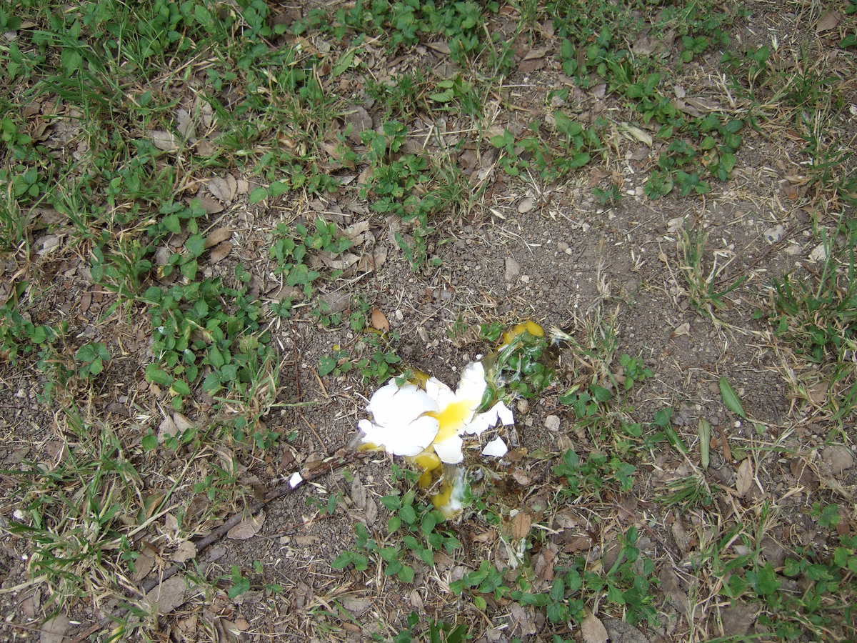 Image: This egg didn’t make it!