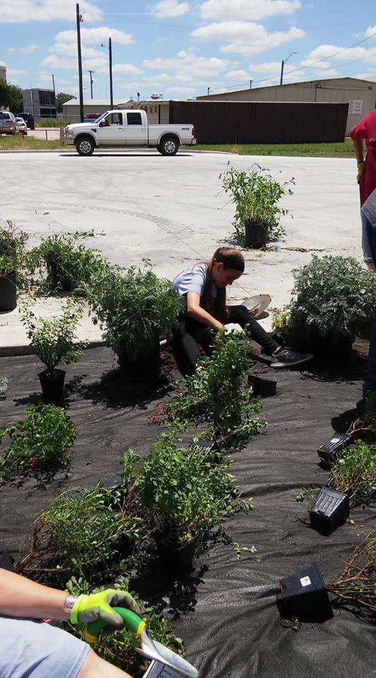 Image: Morgan Chambers helped plant the shrubs on Saturday.