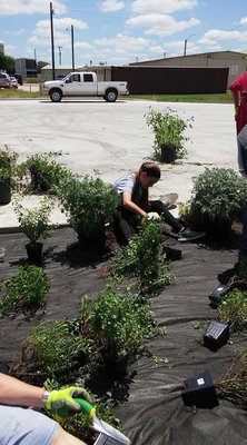 Image: Morgan Chambers helped plant the shrubs on Saturday.